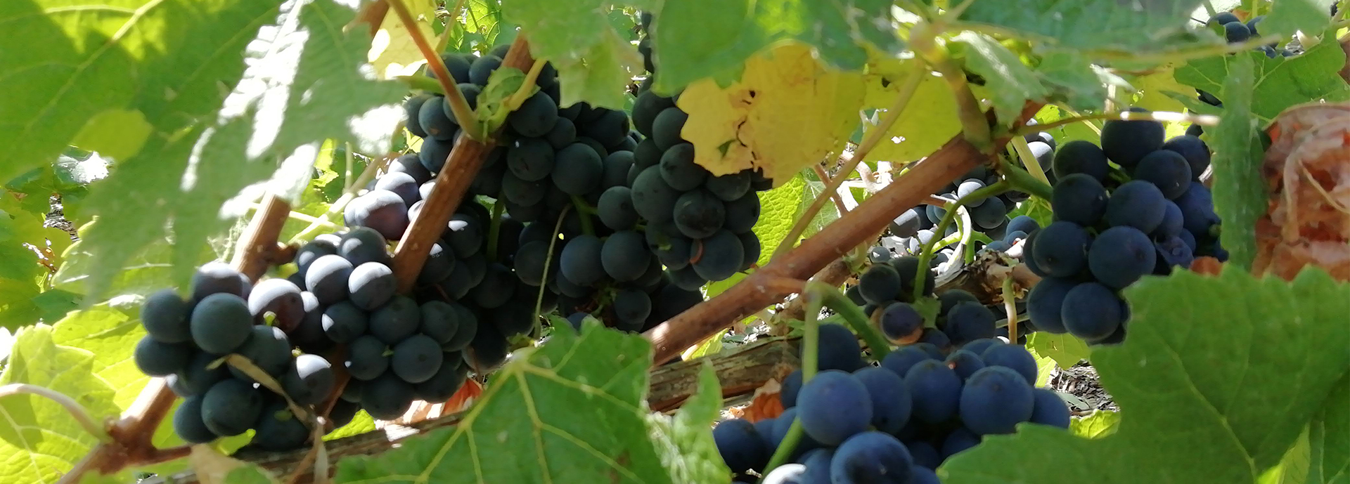 Champagne Rigollot-Mandelli